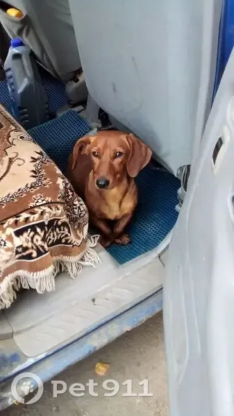 Собака найдена: 2-я Крестьянская, Черлак - photo