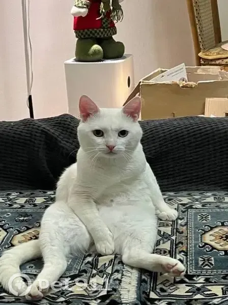 Пропала кошка, Самара, Студеный овраг - photo