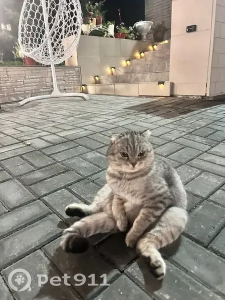 Пропала кошка, Дачная ул., Ильинское - photo
