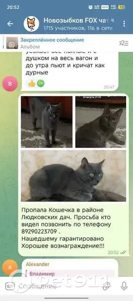 Пропала кошка в Новозыбкове, Брянск - photo