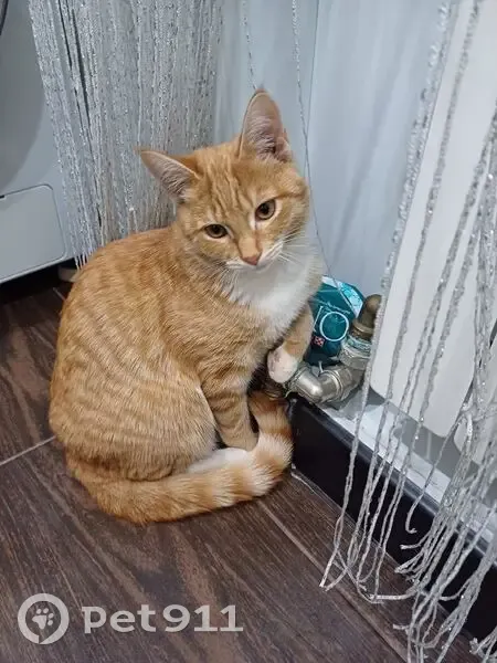 Пропала рыжая кошка, Заводской 12, Шахунья - photo