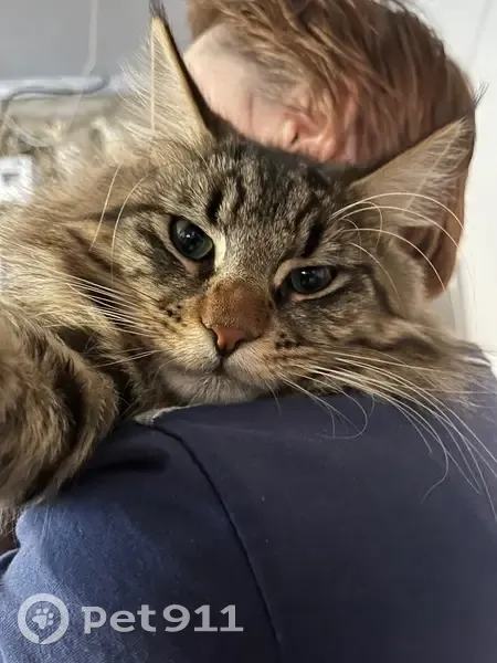 Пропала кошка, Трактовая 1, Нязепетровск - photo