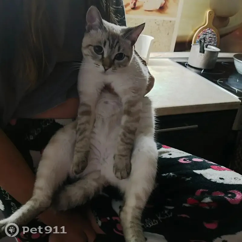 Пропала кошка, Нагорная 30/1, Мегион - photo