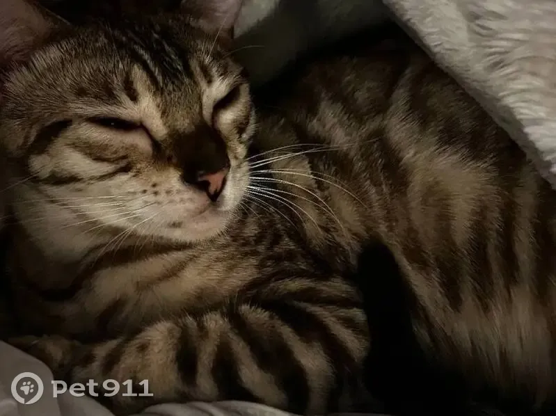 Пропала кошка, Азовская ул., Новоазовск - photo