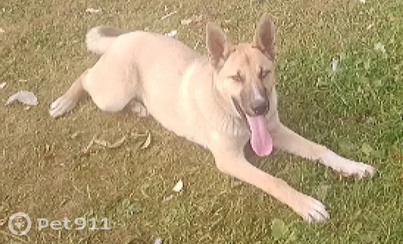 Собака найдена: о. П 3293км, Коченево - photo