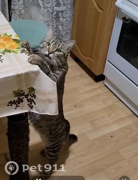 Пропала кошка на ул. 10 лет Октября, 45 - photo