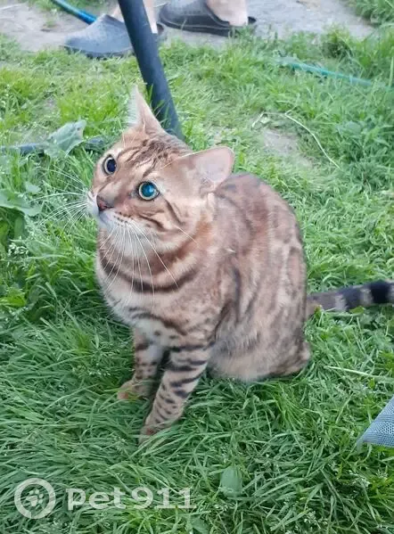 Пропала кошка, Партизанская ул., Жуковка - photo