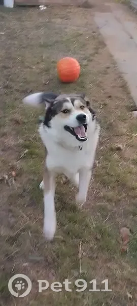 Пропала собака, Южная ул., 17, Прогресс - photo