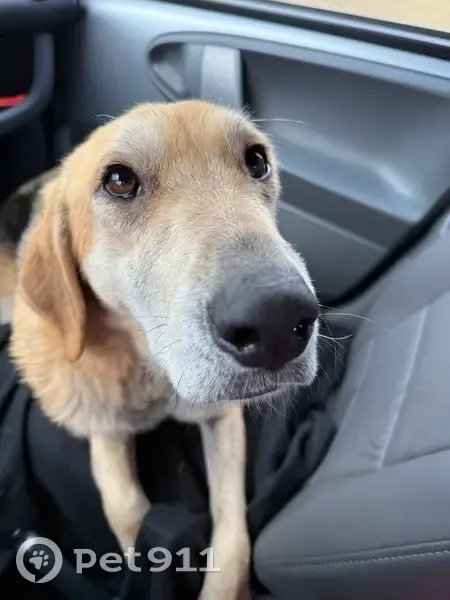 Найдена гончая, д. Рылово, Грязовецкий р. - photo