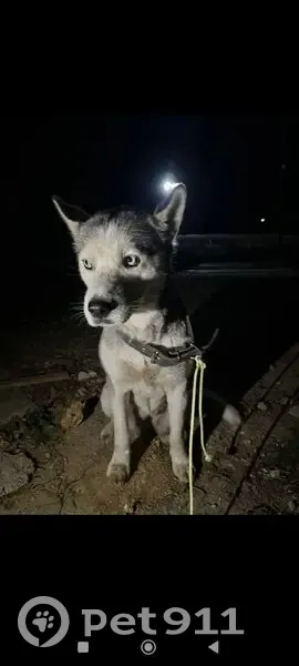 Собака найдена: Моск. ул., 30, Красная Зорька - photo