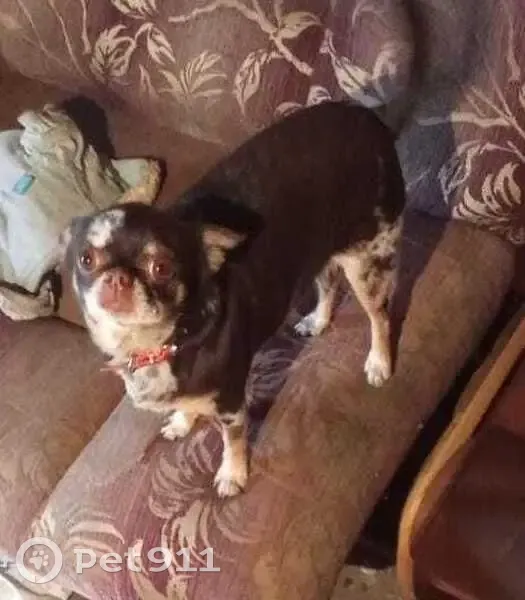 Собака найдена, ул. Ударников, 12А, Липецк - photo