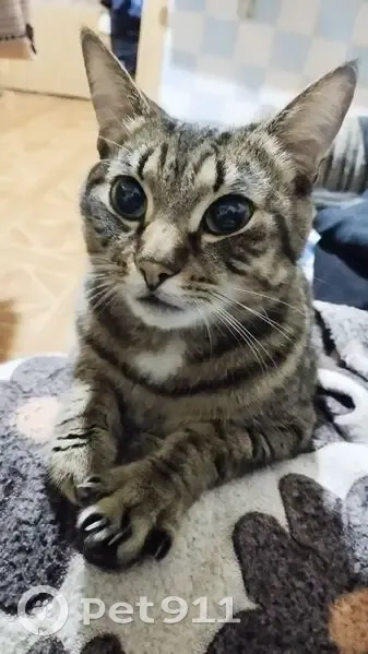 Кошка найдена: пр. Героев Североморцев, 17 к2 - photo