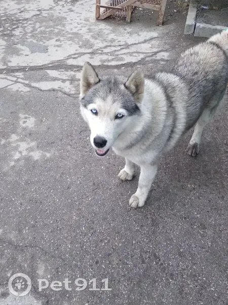 Хаски найдена у магазина, Самарская область - photo