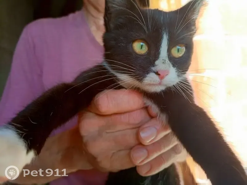 Кошка найдена в Бузовьязбаш, Башкортостан - photo