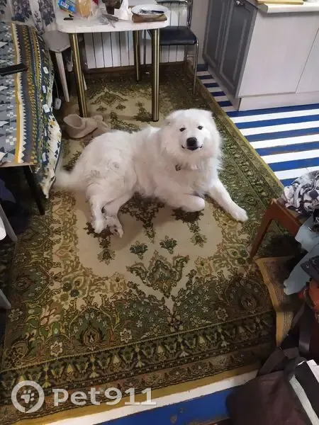 Пропала собака в Белом Хвойном, Омск - photo