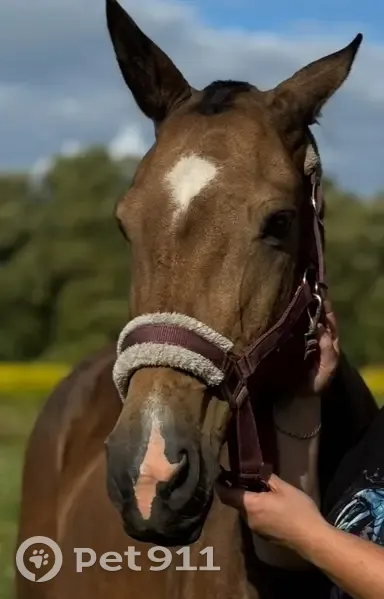 Пропала лошадь, Шоссейная ул., Новая Мыза - photo
