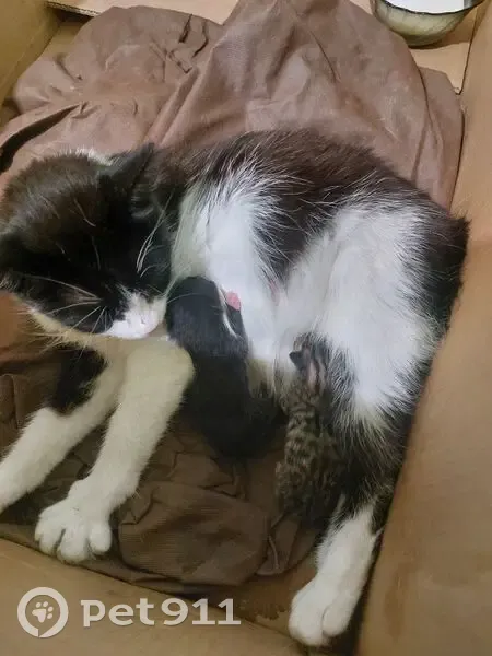 Кошка с котятами найдена в Успенке - photo