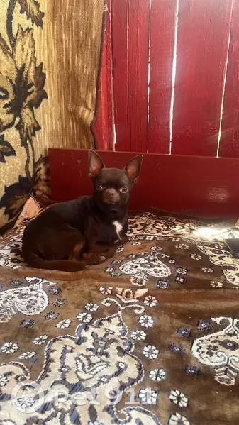 Пропала собака у с. Заветное, Каспий - photo