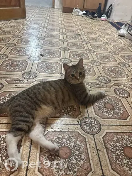 Пропала кошка, ул. Кочеткова 22, Чита - photo