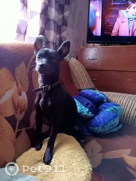 Пропала собака на ул. Комарова, 55, Топчиха - photo