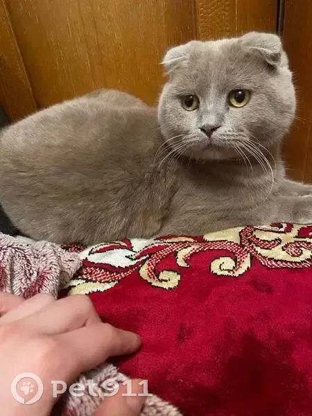 Пропала кошка, ул. Селянська, Мелитополь - photo