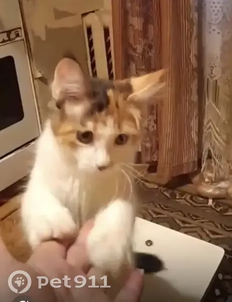 Пропала кошка, Пролетарская 55, Волгоград - photo