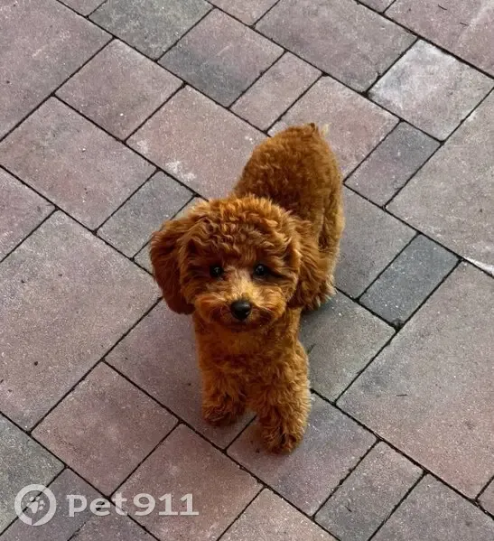 Пропала собака, Зайцево, Новгородская обл. - photo