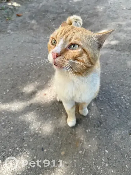 Найдена рыжая кошка, ул. Ногмова, 81 - photo