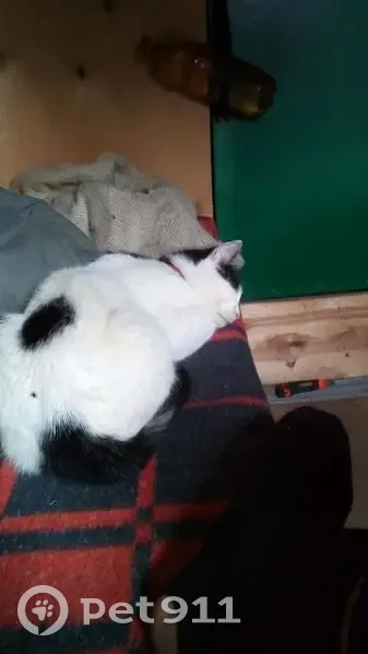 Пропала кошка, Ям-Тёсовское СП, Ленобласть - photo