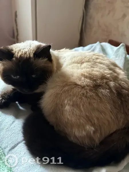 Пропала кошка, Аэропорт, Железногорск-Илимский - photo