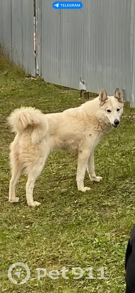 Найдена собака, Уральская ул. 7, Таборы - photo