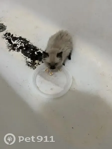 Кошка найдена в Томске, Томская область - photo