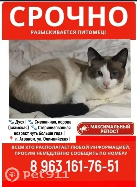 Пропала кошка Дуся, Агроном, Краснодарский край - photo