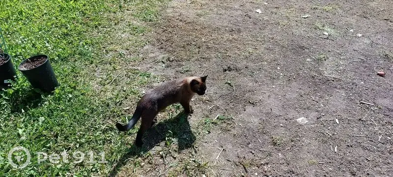 Пропала кошка в Воскресенском, Вологда - photo