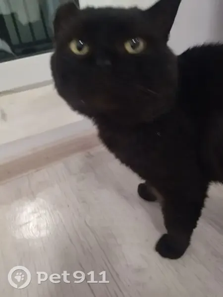 Кот ищет дом, пр. Хасана Туфана, НЧ - photo