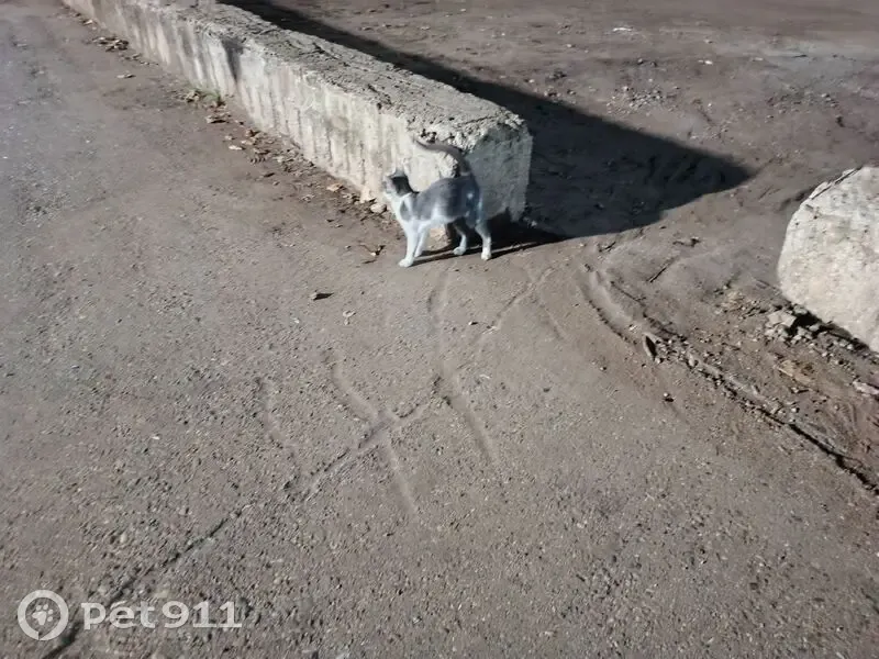 Кошка найдена, б-р Домостроителей, НЧ - photo