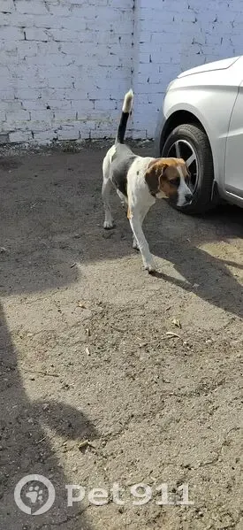 Собака найдена у элеватора, Хлебная ул. - photo