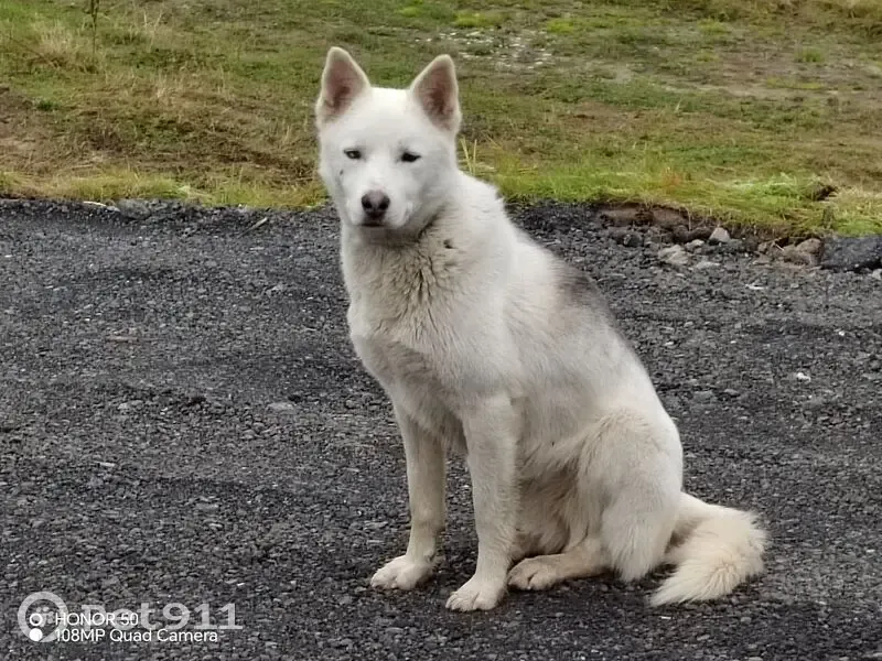 Белая собака найдена в Шапше, ХМАО-Югра - photo