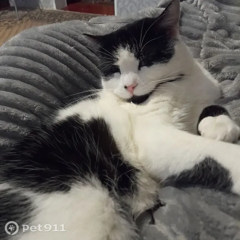 Пропала кошка, Садовая ул., Массоляны - photo