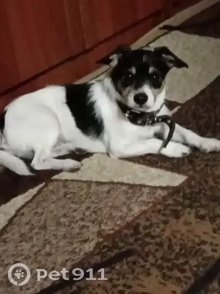 Пропала собака, Дачная ул., Ульт-Ягун - photo