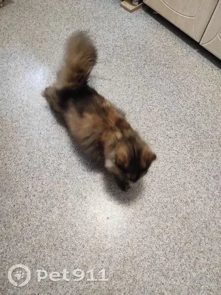 Кошка найдена, ул. Нахимова 3, Владивосток - photo