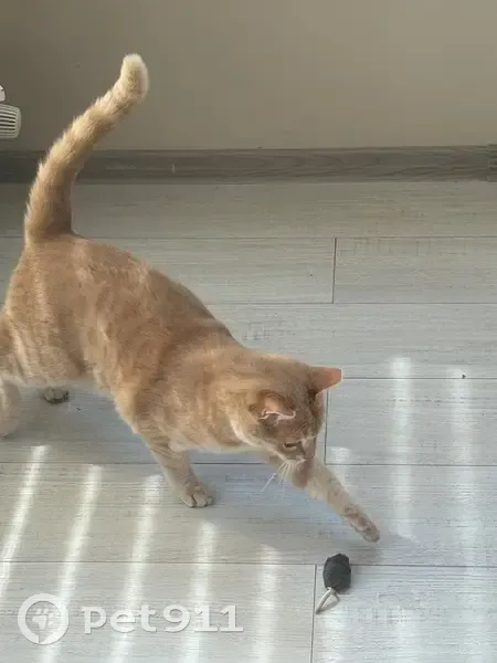 Пропала кошка в Добровском, Крым - photo