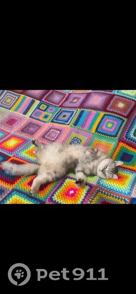 Пропала кошка, Перелётная ул. 22, Сириус - photo