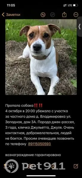 Пропала собака, Судское, Вологодская обл. - photo