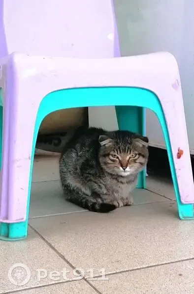 Кошка найдена: Хлевное, Липецкая обл. - photo