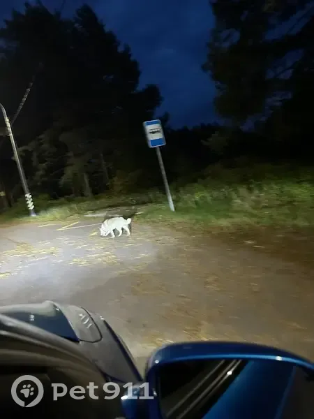 Собака найдена: Красносельское с/п - photo