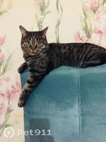 Пропала кошка, Песочня, Р125 - photo