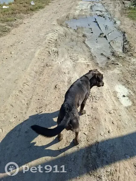 Собака найдена: Старокорсунская, Краснодар - photo