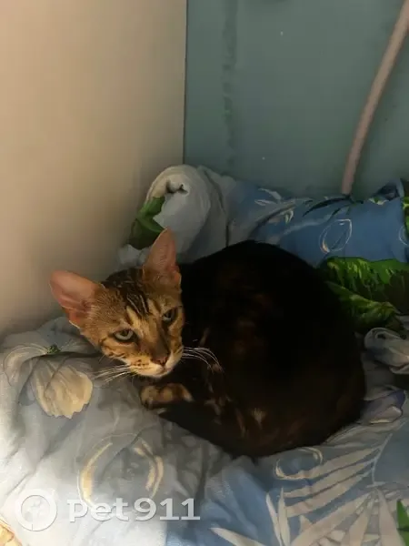 Найдена кошка в д. Мясниково, Пермский край - photo