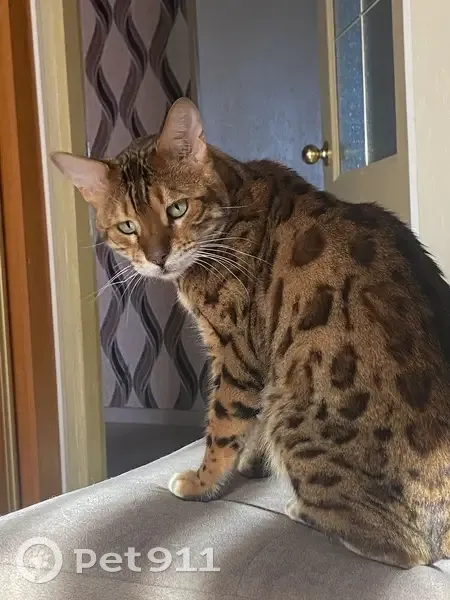 Кошка найдена: Когалым, ХМАО-Югра - photo